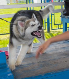 Photo of a dog being aggressive