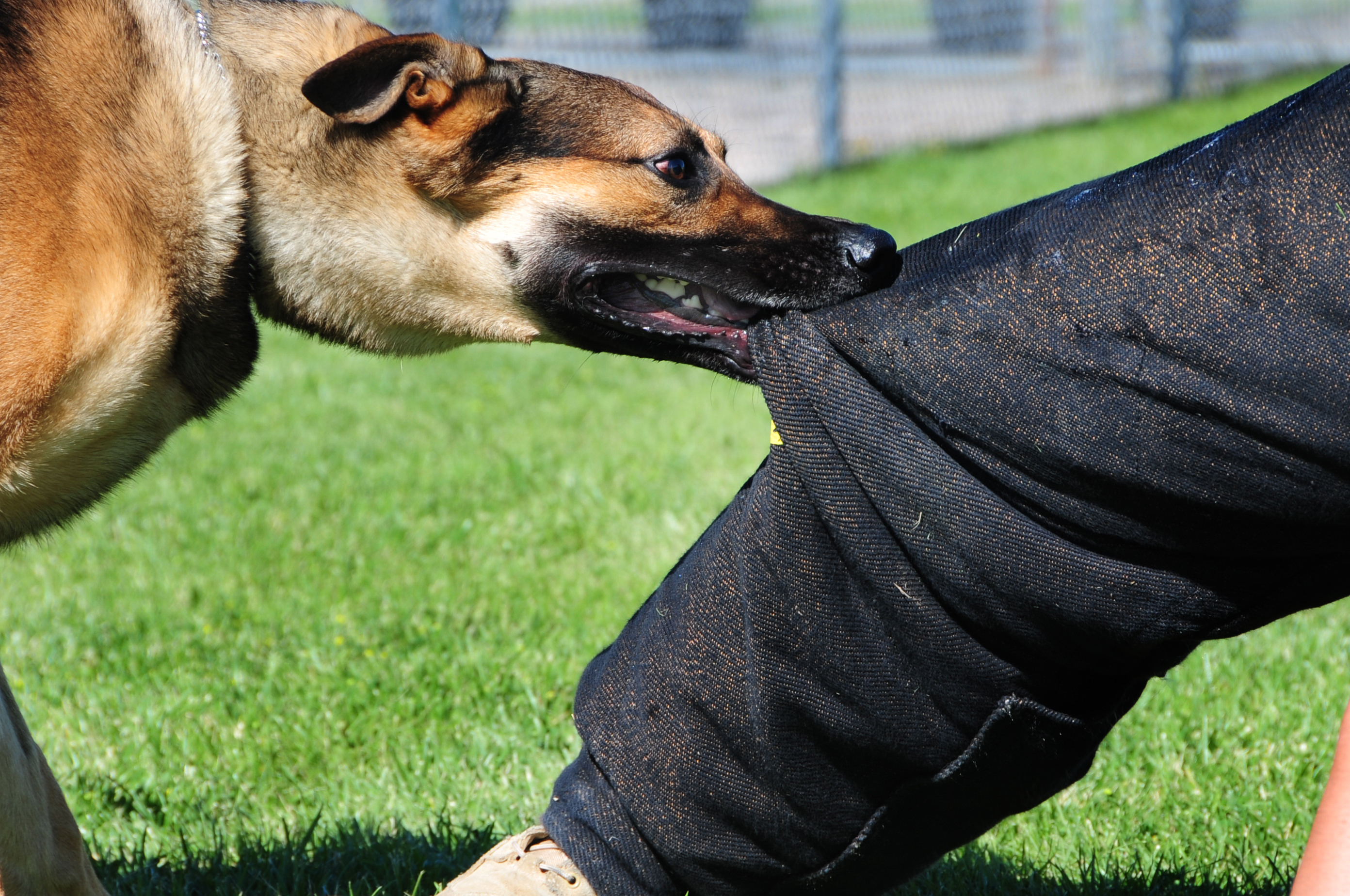 Call us to learn more about dog bite compensation.